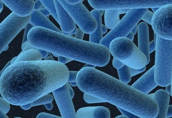 Новый взгляд на пробиотик Bacillus subtilis: механизм действия и клиническое применение