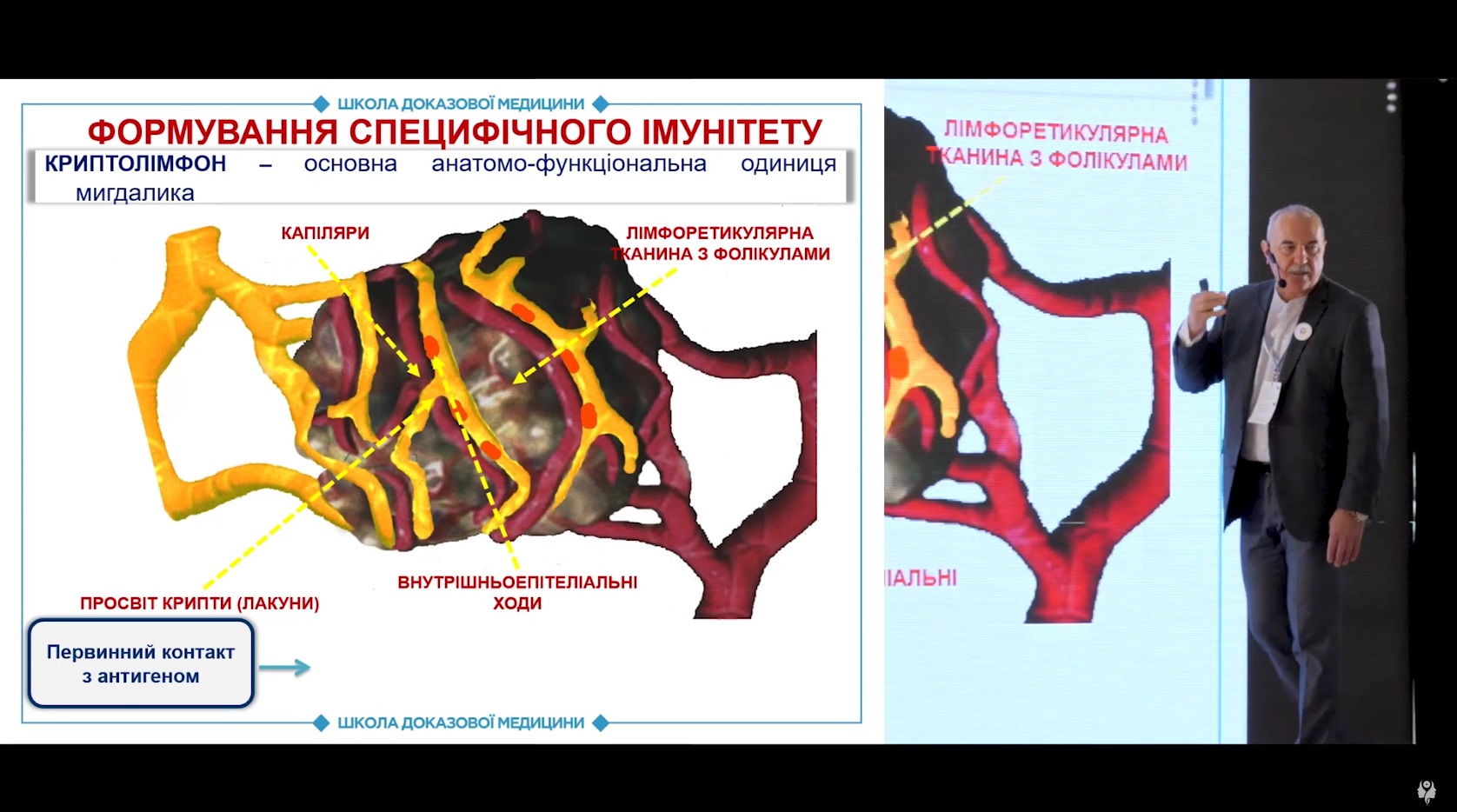 Формування специфічного імунітету та особливий статус мигдаликової тканини