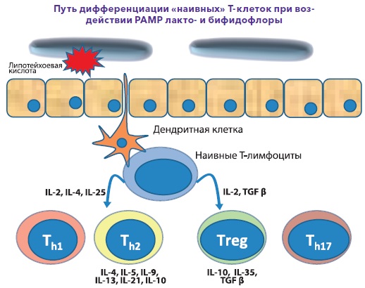 Шлях диференціації «наївних» Т-клітин під впливом основних компонентів мікрофлори