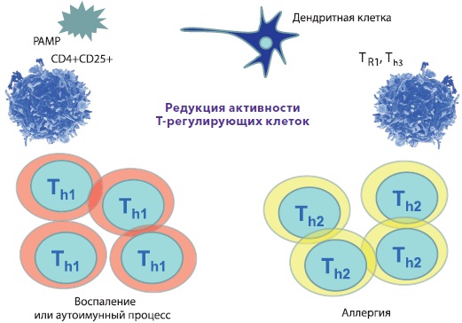 Наслідки редукції активності Т-регулюючих клітин