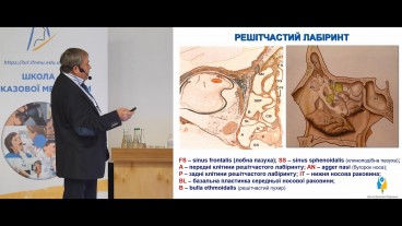Остеомеатальний комплекс