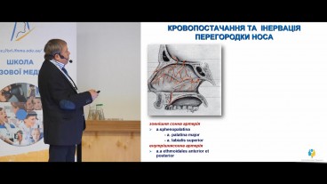 Кровопостачання порожнини носу