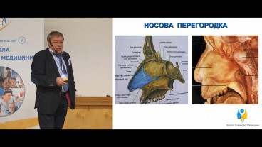 Носова перегородка, цикл носового дихання