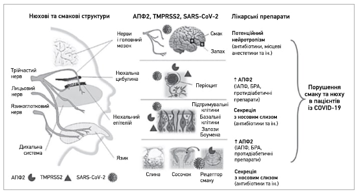 Механізми порушення нюху і смаку при інфекції SARS-CoV-2.